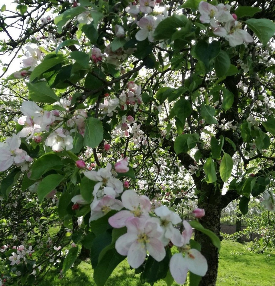 Bild Streuobstwiese